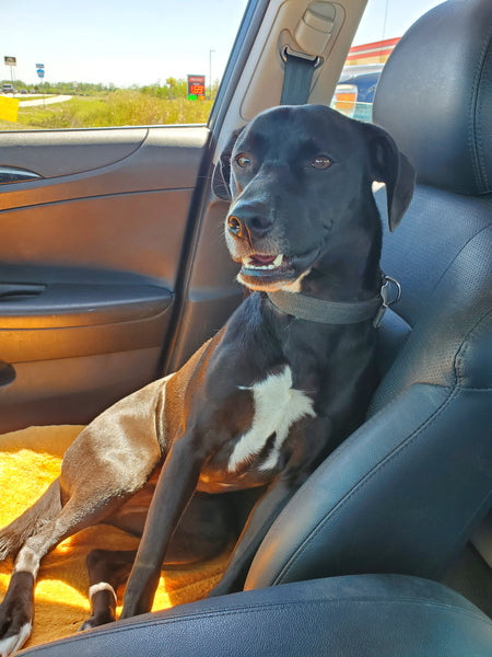 VINTAGE CERAMIC PORCELAIN WHITE🤍 PANTHER SCULPTURE/ STATUE ~ MISC