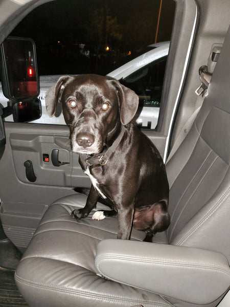 VINTAGE CERAMIC PORCELAIN WHITE🤍 PANTHER SCULPTURE/ STATUE ~ MISC