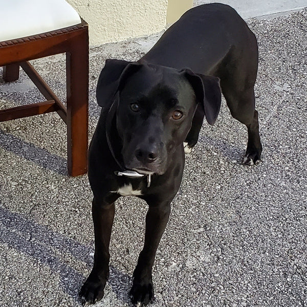 VINTAGE CERAMIC PORCELAIN WHITE🤍 PANTHER SCULPTURE/ STATUE ~ MISC